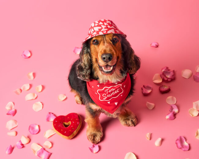 Studio portrait of a show cocker spaniel dog wearing a bandana surrounded by Valentine’s themed props for a commercial pet brand campaign