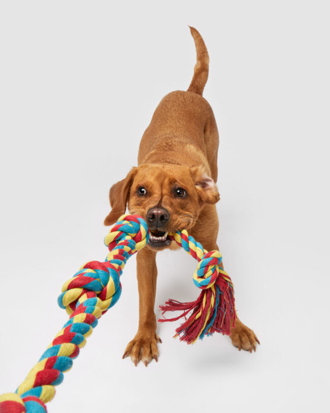 Studio action photography of a Labrador dog pulling a rope toy against a white background for a commercial pet brand campaign