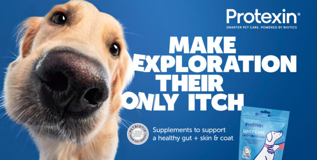 Studio portrait of a close up of a golden retriever dog against a blue background for a commercial pet brand campaign protexin