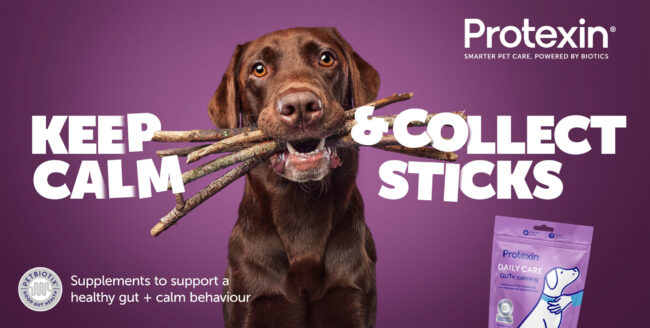 Studio portrait of a chocolate Labrador dog holding sticks against a purple background for a commercial pet brand campaign protexin