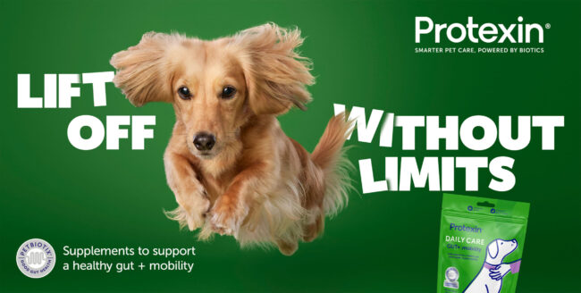 Studio action photography of a dachshund dog jumping against a green background for a commercial pet brand campaign protexin