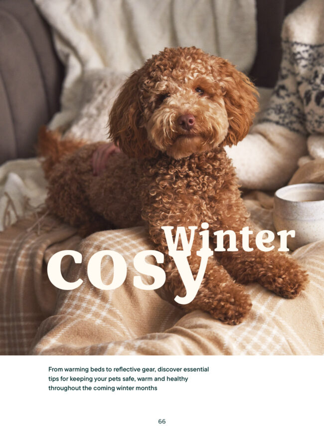 Curly-haired cavapoo dog relaxing indoors on a sofa in a cosy winter setting